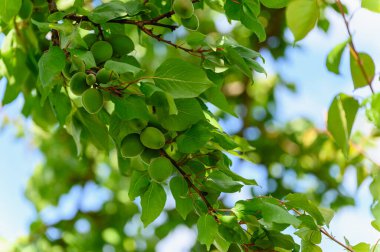 Yapraklı bir ağaç dalında asılı yeşil olgunlaşmamış kayısılara yakın çekim.