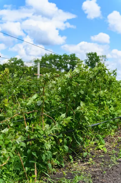 Güneşli bir günde tel kafes boyunca yetişen yeşil ahududu bitkileri. Açık arazi, mavi gökyüzü, beyaz bulutlar ve yaz mevsiminde zengin toprak..