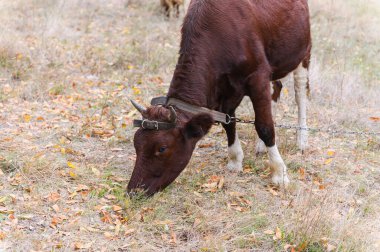 Kuru otların üzerinde otlayan kahverengi boynuzlu inek, deri bir kayış takıyor, doğal bir ormanda sonbahar yapraklarıyla çevrili ağaçlar..