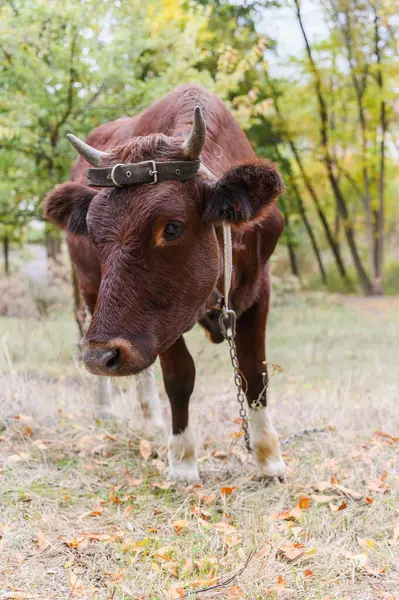 Boynuzları, zinciri ve deri kayışı olan kahverengi bir ineğin önünde, bir ormanda duruyor ve kameraya bakıyor, yeşil ve sonbahar ağaçlarıyla çevrili..