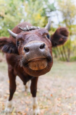 Meraklı kahverengi ineğin kamera lenslerini koklaması komik. Geniş burun ve bıyıklı inek yüzlü, sonbahar aylarında bir ormanda kameraya komik bir ifadeyle bakıyor..
