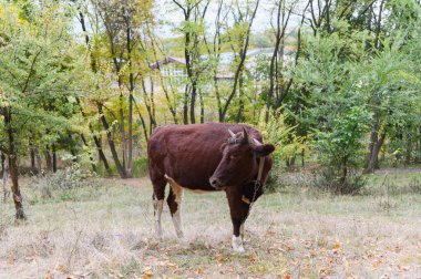 Boynuzları ve deri kayışı olan kahverengi bir inek, arka planda görünen sonbahar ağaçları ve binalarla zincirlenmiş, bir ormandaki açık çimlerin üzerinde duruyor..