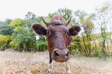 Meraklı kahverengi ineğin kamera lenslerini koklaması komik. Geniş burun ve bıyıklı inek yüzlü, sonbahar aylarında bir ormanda kameraya komik bir ifadeyle bakıyor..