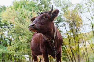 Boynuzları ve deri kayışı olan kahverengi bir ineğin, renkli sonbahar ormanları yeşillikleriyle çevrili bir zincirle, kuru çimlerin üzerinde duruşu çok komik..