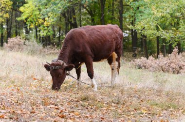 Kuru otların üzerinde otlayan kahverengi boynuzlu inek, deri bir kayış takıyor, doğal bir ormanda sonbahar yapraklarıyla çevrili ağaçlar..