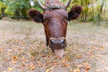 Yakından bakınca, boynuzları ve deri kayışı olan kahverengi bir ineğin, yaprakları dökülmüş kuru çimlerin üzerinde dikilip, bir ormanda dilini dışarı çıkardığını görüyoruz..