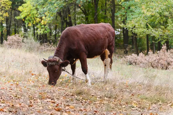 Kuru otların üzerinde otlayan kahverengi boynuzlu inek, deri bir kayış takıyor, doğal bir ormanda sonbahar yapraklarıyla çevrili ağaçlar..