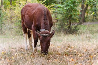 Kuru otların üzerinde boynuzları otlayan, kafasında deri bir kayışla zincire vurulmuş, arka planda sonbahar yaprakları ve ağaçlarla dolu bir ormanda kahverengi bir ineğin yakın çekimi..