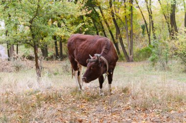 Kısa boynuzları ve deri bir kafa kayışı olan kahverengi bir inek ormandaki kuru sonbahar çimlerinin üzerinde zincire vurulmuş ve renkli yapraklarla çevrili duruyor..