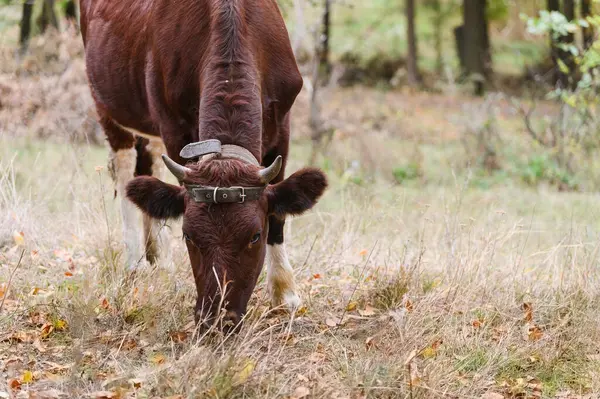 Kuru otların üzerinde otlayan kahverengi boynuzlu inek, deri bir kayış takıyor, doğal bir ormanda sonbahar yapraklarıyla çevrili ağaçlar..