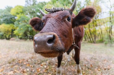 Meraklı kahverengi ineğin kamera lenslerini koklaması komik. Geniş burun ve bıyıklı inek yüzlü, sonbahar aylarında bir ormanda kameraya komik bir ifadeyle bakıyor..