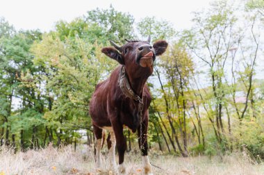 Sonbahar ormanında dili çıkmış kahverengi ineğin ön görüntüsü. Boynuzları ve deri kayışı olan kahverengi bir ineğin renkli sonbahar ormanları yeşillikleriyle çevrili kuru çimlerin üzerinde duruşu çok komik..