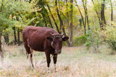 Kısa boynuzları ve deri bir kafa kayışı olan kahverengi bir inek ormandaki kuru sonbahar çimlerinin üzerinde zincire vurulmuş ve renkli yapraklarla çevrili duruyor..