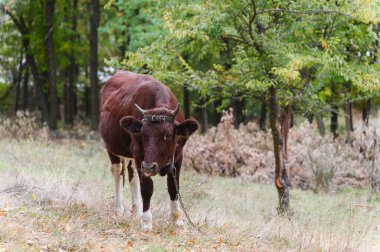 Kısa boynuzları ve deri bir kafa kayışı olan kahverengi bir inek yeşil ve kuru bitki örtüsüyle çevrili bir zincirle bağlanmış bir ormandaki açık çimlerin üzerinde duruyor..