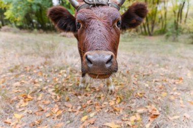 Meraklı kahverengi ineğin kamera lenslerini koklaması komik. Geniş burun ve bıyıklı inek yüzlü, sonbahar aylarında bir ormanda kameraya komik bir ifadeyle bakıyor..