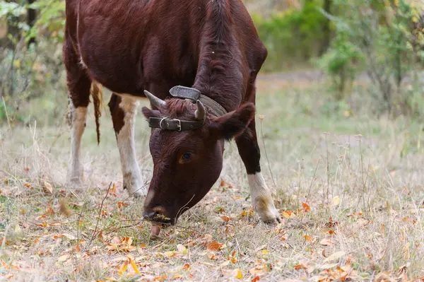 Kuru otların üzerinde otlayan kahverengi boynuzlu inek, deri bir kayış takıyor, doğal bir ormanda sonbahar yapraklarıyla çevrili ağaçlar..