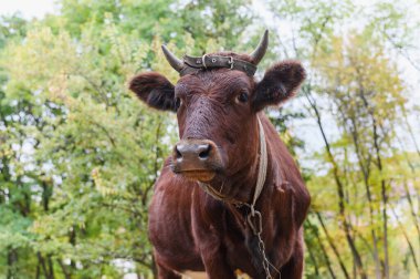 Boynuzları, zinciri ve deri kayışı olan kahverengi bir ineğin önünde, bir ormanda duruyor ve kameraya bakıyor, yeşil ve sonbahar ağaçlarıyla çevrili..