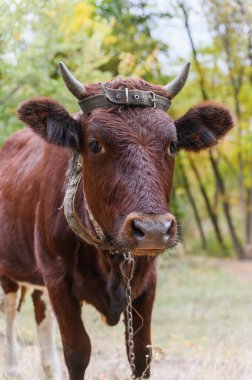 Boynuzları, zinciri ve deri kayışı olan kahverengi bir ineğin önünde, bir ormanda duruyor ve kameraya bakıyor, yeşil ve sonbahar ağaçlarıyla çevrili..