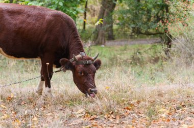 Kuru otların üzerinde otlayan kahverengi boynuzlu inek, deri bir kayış takıyor, doğal bir ormanda sonbahar yapraklarıyla çevrili ağaçlar..