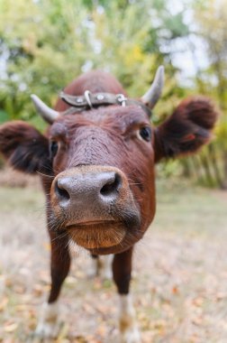 Meraklı kahverengi ineğin kamera lenslerini koklaması komik. Geniş burun ve bıyıklı inek yüzlü, sonbahar aylarında bir ormanda kameraya komik bir ifadeyle bakıyor..