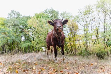Sonbahar ormanında dili çıkmış kahverengi ineğin ön görüntüsü. Boynuzları ve deri kayışı olan kahverengi bir ineğin renkli sonbahar ormanları yeşillikleriyle çevrili kuru çimlerin üzerinde duruşu çok komik..