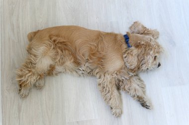 Hafif, açık kahverengi bir köpeğin üst görüntüsü tahta zeminde yatıyor, sağa bakıyor, mavi yakalı, rahat duruş, insan yok..