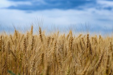 Bir tarlada yoğun bir şekilde büyüyen altın olgunlaşmış buğday kulaklarının yakın çekimi, gün boyunca dramatik bulutlu bir gökyüzüne karşı çekilen, görünür bir insan olmadan.