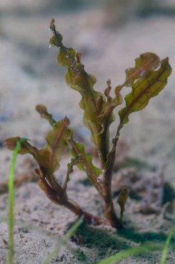 The aquatic plant potamogeton crispus on the bottom of a fresh water lake. High quality photo clipart