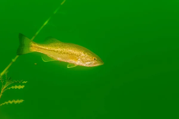Achigan Petite Bouche Nager Dans Lac Intérieur Michigan Micropterus Dolomieu — Photo