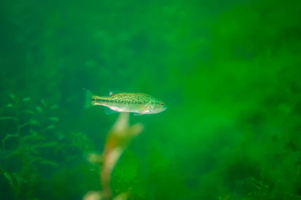 在密歇根州的一个内陆湖中游泳的小嘴低音 Micropterus Dolomieu高质量照片 — 图库照片