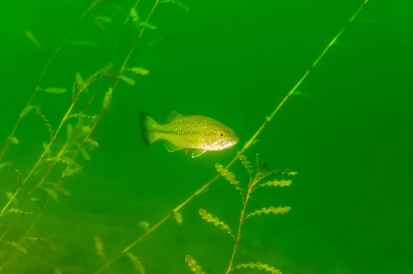 Kleinmundbarsch Schwimmt Einem Binnensee Michigan Micropterus Dolomieu Hochwertiges Foto — Stockfoto