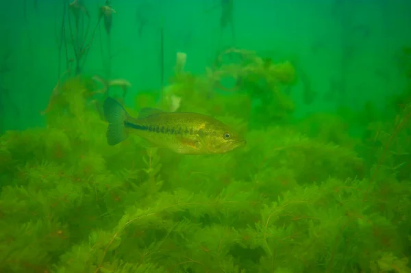 ミシガン州の内陸の湖の雑草のベッドの上で泳ぐ小さな口の低音 ミクロプテルス ドロミュー 高品質の写真 — ストック写真