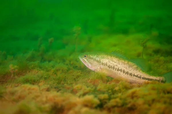 Bass Boca Chica Descansando Fondo Lago Interior Michigan Micropterus Dolomieu —  Fotos de Stock