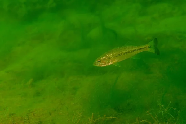 호수에서 수영하는 마우스 베이스 Micropterus Dolomeu High Quality Photo — 스톡 사진