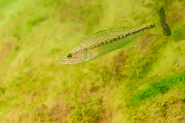 Küçük Ağızlı Levrek Michigan Daki Bir Gölde Yüzüyor Micropterus Dolomieu — Stok fotoğraf
