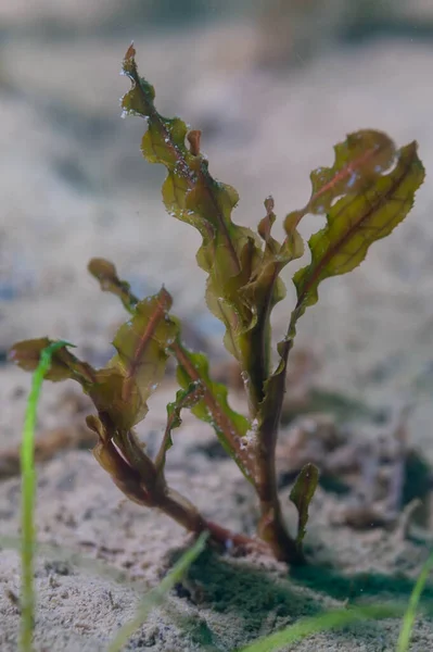 淡水湖の底にある水生植物のジャガイモトン クリプス 高品質の写真 — ストック写真