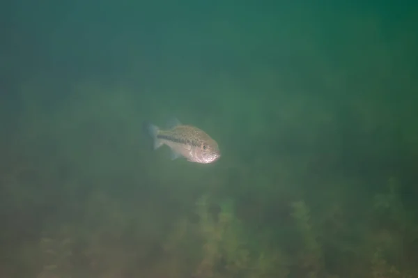 Bass Boca Chica Nadando Lago Interior Michigan Micropterus Dolomieu Foto —  Fotos de Stock