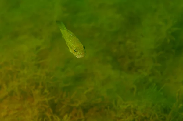 Bass Boca Chica Nadando Lago Interior Michigan Micropterus Dolomieu Foto — Foto de Stock