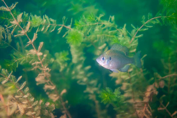 Dollar Sunfish Seu Ambiente Natural Lago Interior Foto Alta Qualidade — Fotografia de Stock