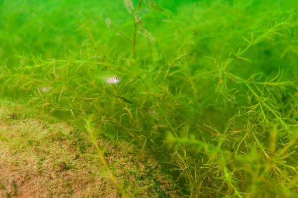 Egyetlen Fiatal Dollár Sunfish Természetes Környezetükben Egy Belvízi Tóban Kiváló — Stock Fotó