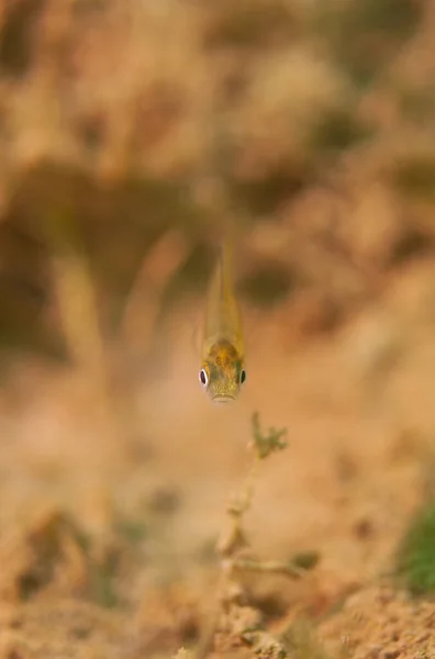 Minik Makro Yavru Dollar Güneş Balığı Kameraya Bakıyor Yüksek Kalite — Stok fotoğraf