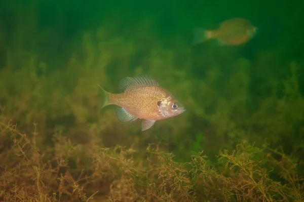 Dollar Sunfish Entorno Natural Lago Interior Foto Alta Calidad —  Fotos de Stock