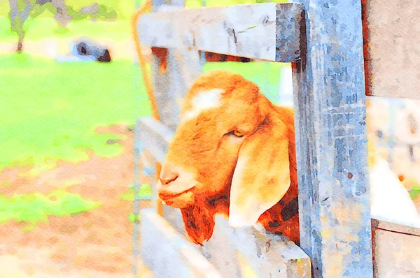 フェンスを通して見て若い白と茶色のヤギのデジタル水彩画を作成しました 高品質のイラスト — ストック写真