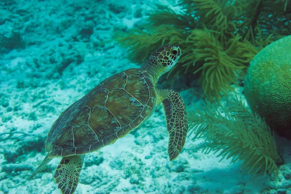 Wild Green Sea Turtle Nadando Hábitat Natural Bonaire Marine Park — Foto de Stock