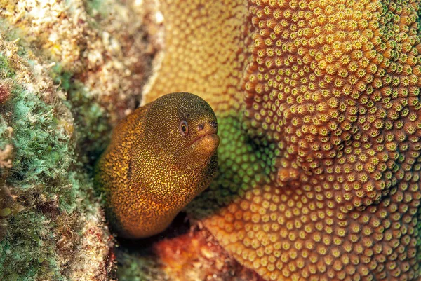 Gymnothorax Miliaris Goldentail Moray Bastard Eel Conger Moray Species Marine — Stock Photo, Image