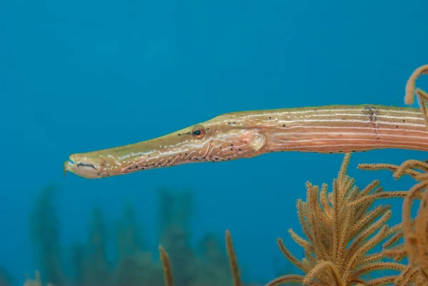 Gele Trompetvis Een Tropisch Koraalrif Het Bonaire Marine Park Hoge — Stockfoto