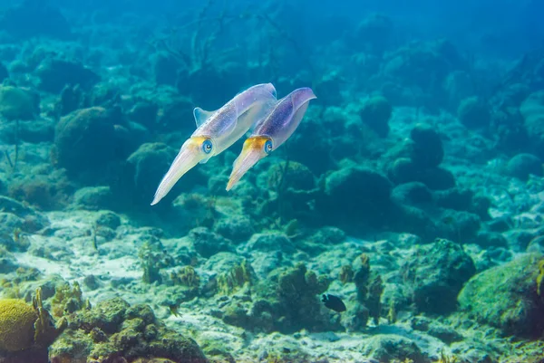 Multiple deep sea undersea Pharaoh Cuttlefish Sepia pharaonis in natural environment. High quality photo
