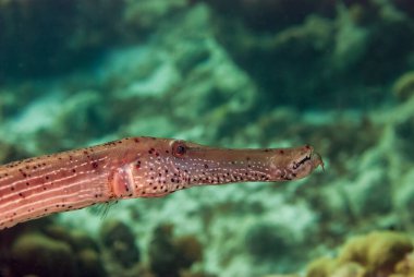 Bonaire Denizcilik Parkı 'ndaki tropikal mercan resifinde sarı trompet balığı. Yüksek kalite fotoğraf