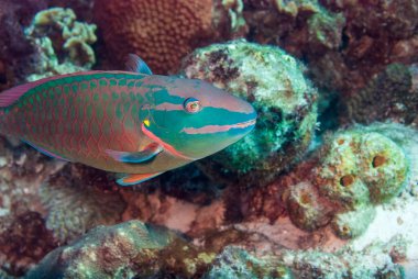 Stoplight parrotfish Sparisoma viride Bonaire, Leeward Islands. High quality photo clipart