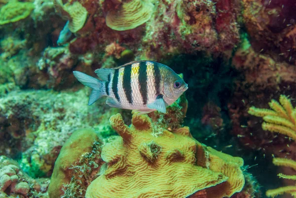 산호초 헤엄쳐 다니는 아부데프 사파티 고품질 — 스톡 사진